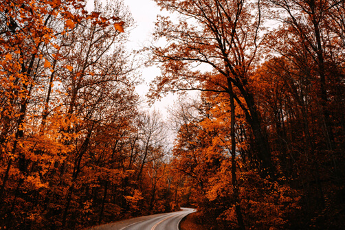 Color Words To Describe Autumn Leaves